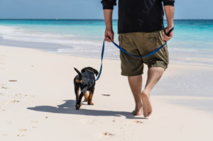 dog walking on the seashore
