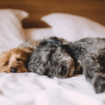 dog sleeping