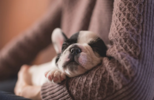 dog sleeping