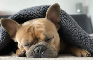 dog sleeping